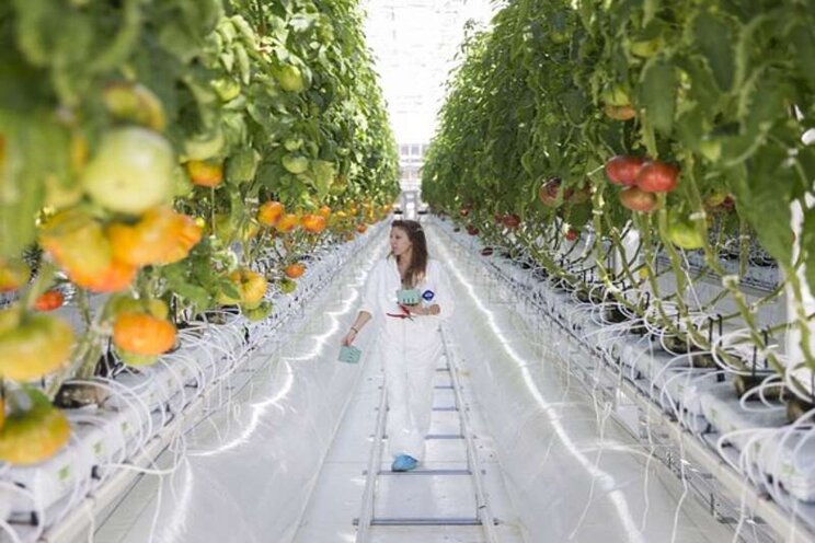 Workers unionize at Lufa Farms greenhouse in Laval Workers unionize at Lufa Farms greenhouse in Laval