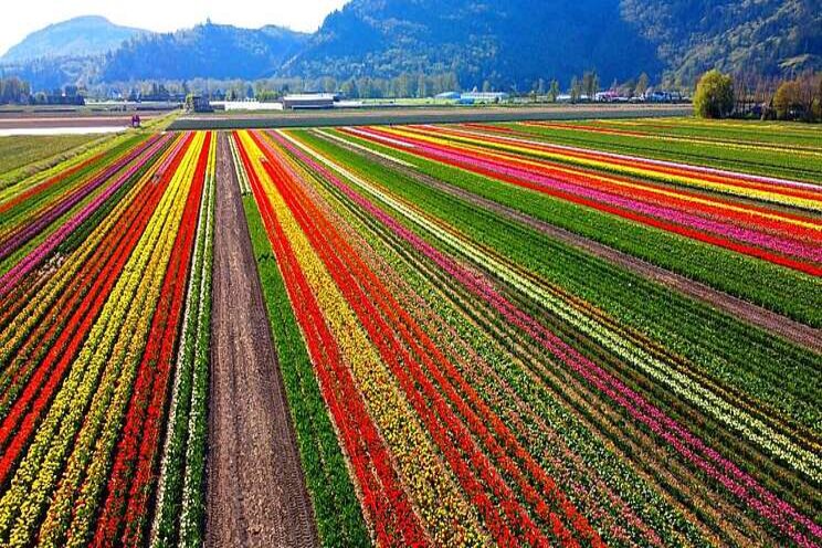 The largest flower farm is 35 acres covered in tulips The largest flower farm is 35 acres covered in tulips