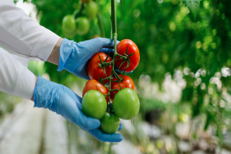 The solution has been found to beat deadly tomato virus The solution has been found to beat deadly tomato virus