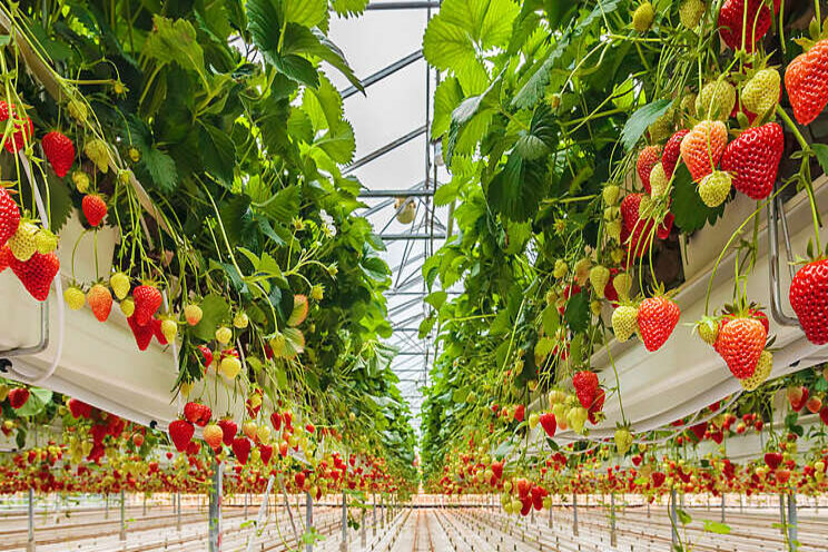 Indoor farming funding heats up Indoor farming funding heats up