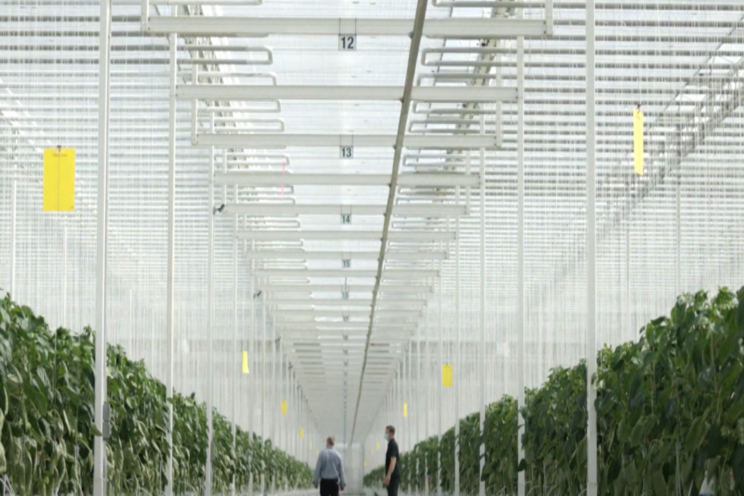 Greenhouse expansion to utilize electricity, heat, and more Greenhouse expansion to utilize electricity, heat, and more