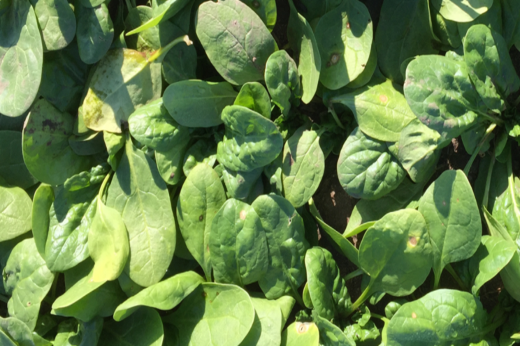 The Rijk Zwaan spinach assortment makes an impression The Rijk Zwaan spinach assortment makes an impression