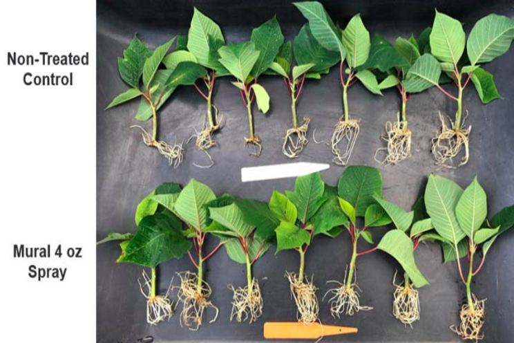 Broad-spectrum Mural® fungicide for California ornamental growers Broad-spectrum Mural® fungicide for California ornamental growers