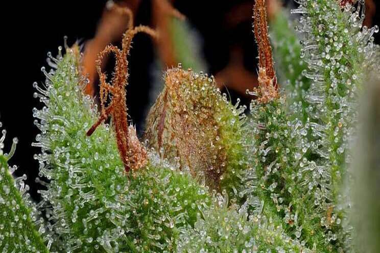 Organic-Certified cannabis seeds now available Organic-Certified cannabis seeds now available
