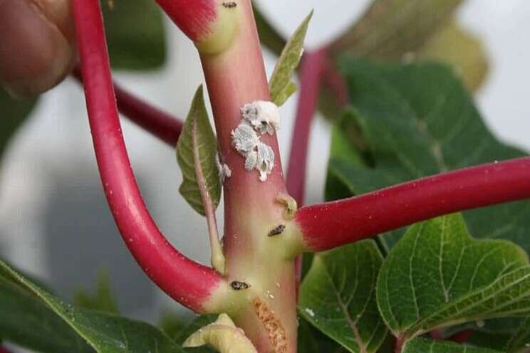 Tips on mealybugs Tips on mealybugs
