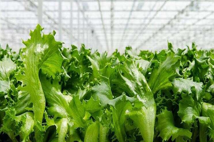 New partnership will advance automation for greenhouse New partnership will advance automation for greenhouse