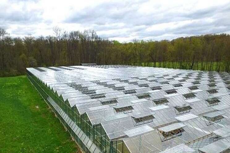 Expanded greenhouse for baby spinach production Expanded greenhouse for baby spinach production