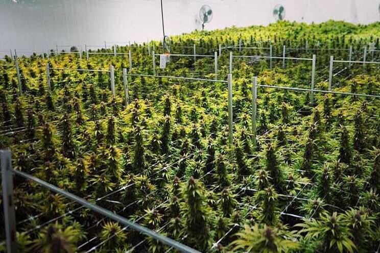 Leading grower Canopy Growth expands with acquisition Leading grower Canopy Growth expands with acquisition