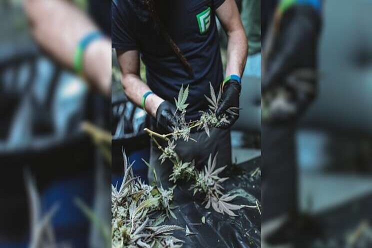 Cannabis grower to pilot new water quality technology Cannabis grower to pilot new water quality technology