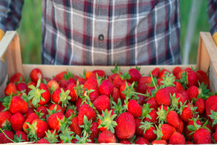 The strawberry research trial announced The strawberry research trial announced