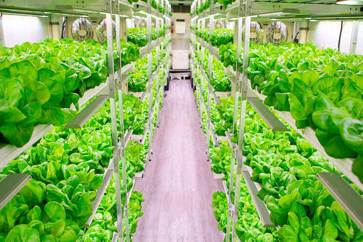Hydroponic container's large impact with a small footprint Hydroponic container's large impact with a small footprint