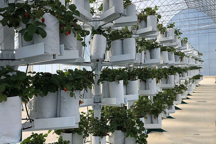 Affinor to grow lettuce, strawberries and craft cannabis Affinor to grow lettuce, strawberries and craft cannabis