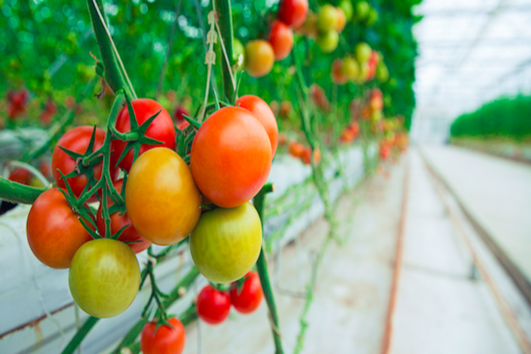 Tree-fungus supplement could reduce fertilizer use in tomato Tree-fungus supplement could reduce fertilizer use in tomato