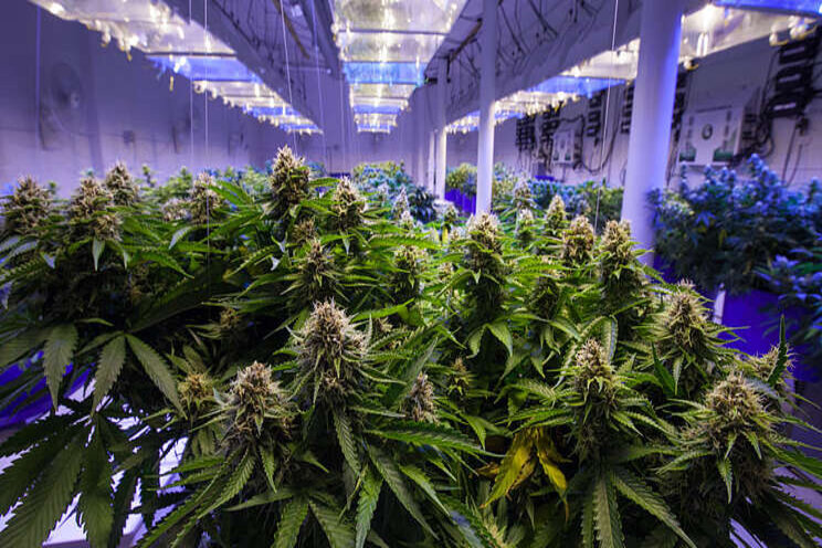 Study looks at cannabis industry's carbon footprint Study looks at cannabis industry's carbon footprint
