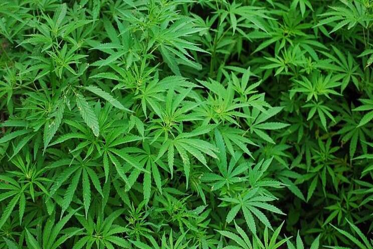 Adult-use cannabis legalized in New Mexico Adult-use cannabis legalized in New Mexico