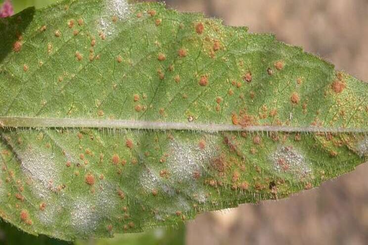 Perennial problems with mildew, rust and white smut Perennial problems with mildew, rust and white smut