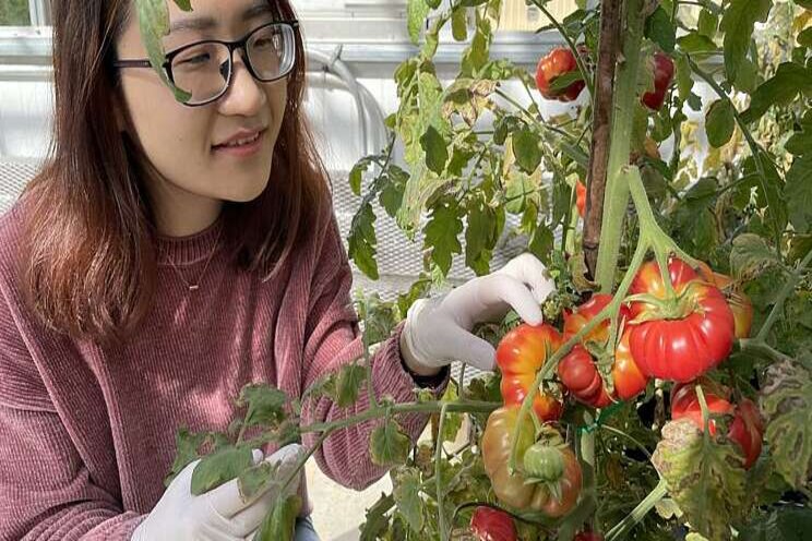 Research | The flavor back to the tomato Research | The flavor back to the tomato