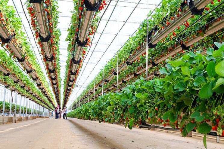 UAE, UK firms partner on new vertical farming venture UAE, UK firms partner on new vertical farming venture