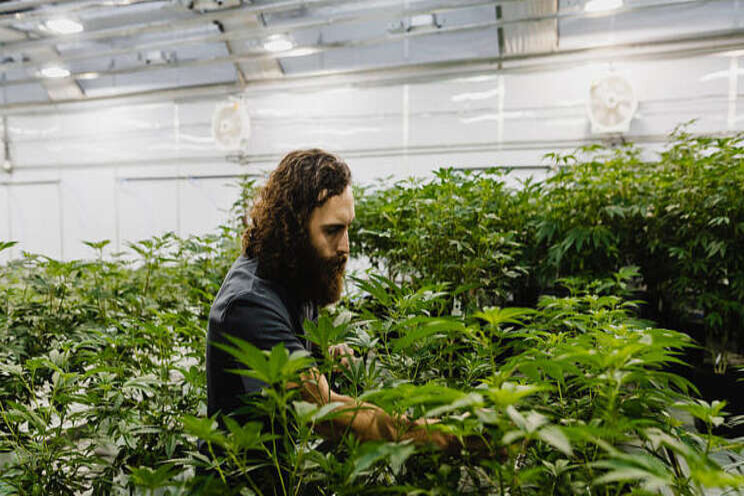 What to avoid when starting a cannabis operation What to avoid when starting a cannabis operation
