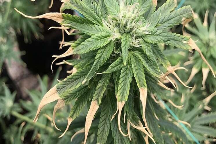 Tips for effectively troubleshooting cannabis plant problems Tips for effectively troubleshooting cannabis plant problems