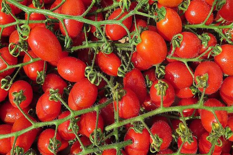 Effect of biostimulants on yield and quality of cherry tomatoes Effect of biostimulants on yield and quality of cherry tomatoes