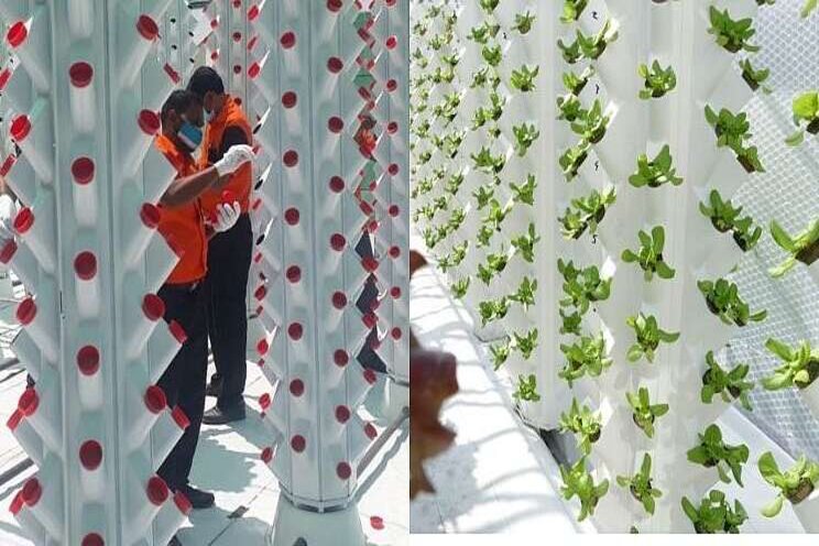 A Dubai rooftop into this incredible vertical farm A Dubai rooftop into this incredible vertical farm