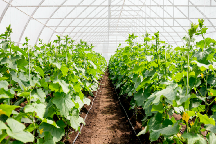 Technique for rapidly diagnosing herbicide-resistant weeds Technique for rapidly diagnosing herbicide-resistant weeds