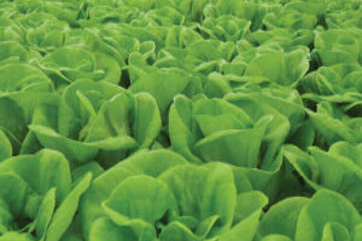 Brush up on best ag practices in hydroponic veggies Brush up on best ag practices in hydroponic veggies
