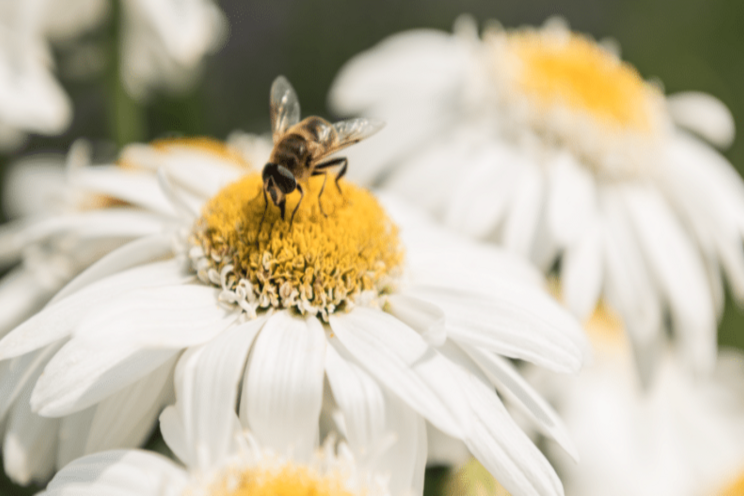Leucanthemum 'Sweet Daisy Birdy' Leucanthemum 'Sweet Daisy Birdy'