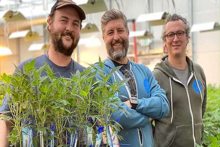 The model for sustainable greenhouse cannabis production