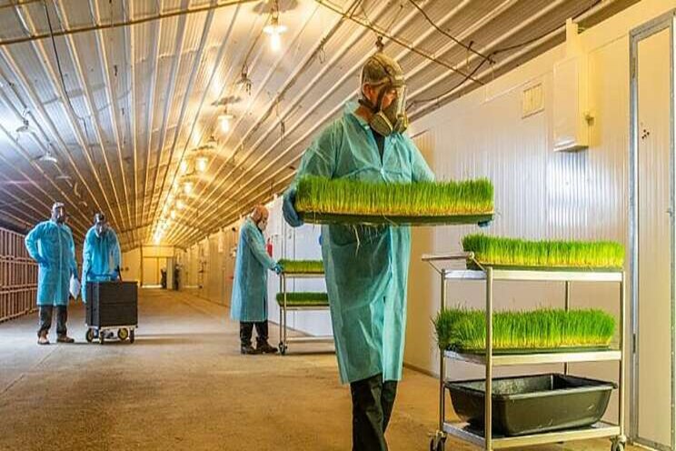 The benefits of using grasshoppers for animal nutrition The benefits of using grasshoppers for animal nutrition