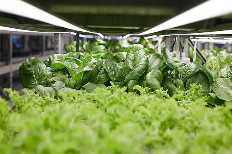 New partnership to increase accessibility of vertical farms New partnership to increase accessibility of vertical farms
