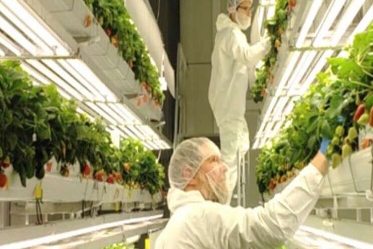 New partnership on blueberries, caneberries in vertical farms New partnership on blueberries, caneberries in vertical farms