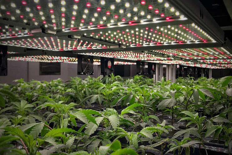 Aeroponics delivers 40% faster growth year-round Aeroponics delivers 40% faster growth year-round