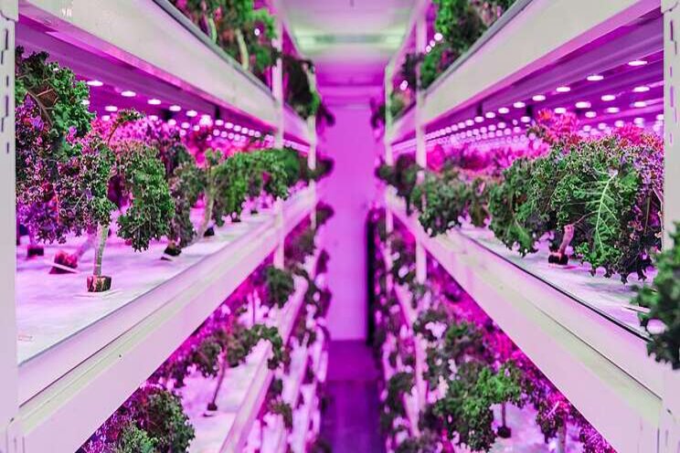 The indoor farm startup that's undercutting importers by %30