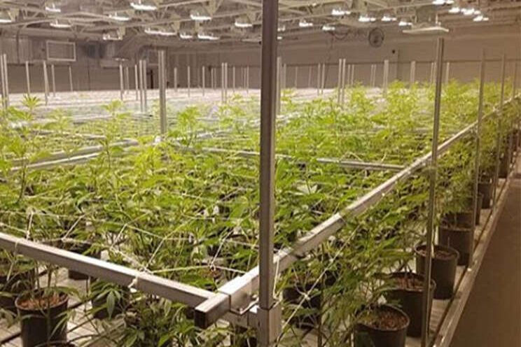 How to save (or lose) money starting cannabis cultivation How to save (or lose) money starting cannabis cultivation