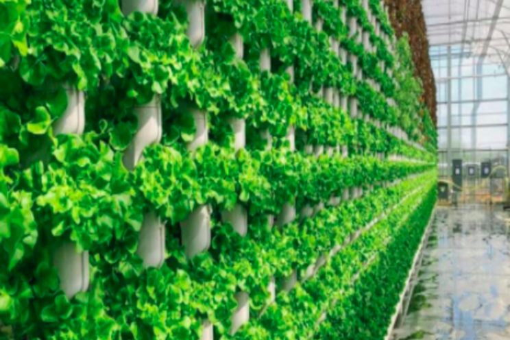 Government issues vertical farming call Government issues vertical farming call
