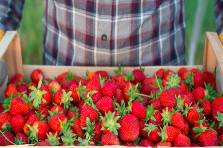 Vertical strawberry farm set to expand Vertical strawberry farm set to expand
