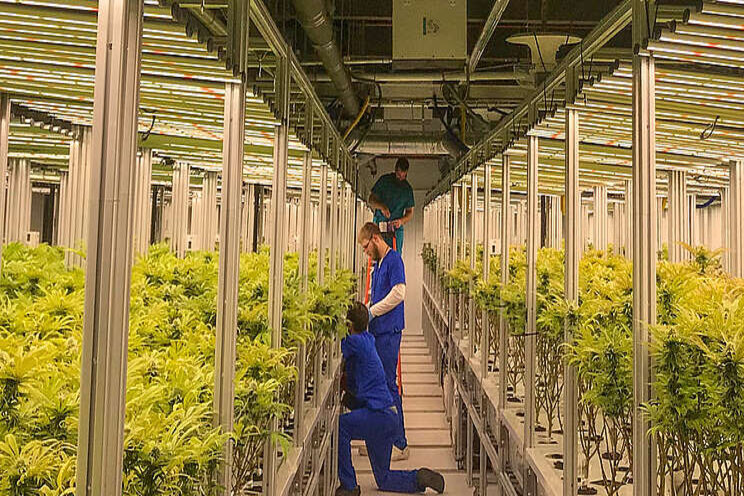 Why aeroponic grow systems are perfect for commercial cannabis Why aeroponic grow systems are perfect for commercial cannabis