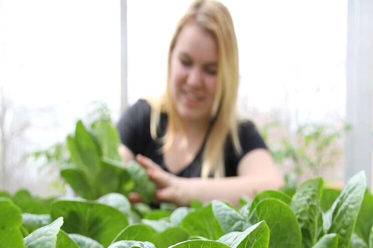 Greenhouses can grow lettuce and generate solar power Greenhouses can grow lettuce and generate solar power