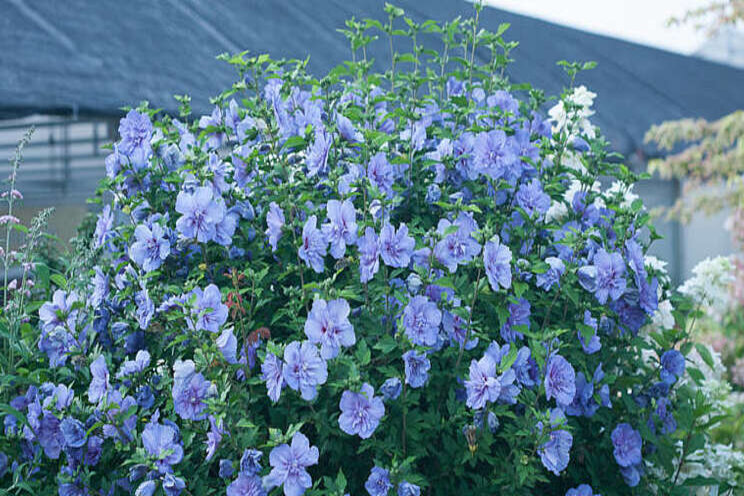 Pretty & Powerful: Hardy Hibiscus Pretty & Powerful: Hardy Hibiscus