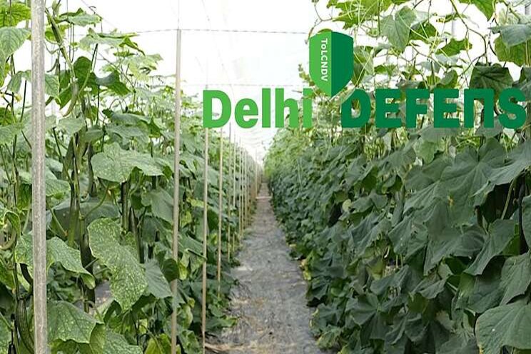 'New Delhi'-resistant cucumber varieties 'New Delhi'-resistant cucumber varieties