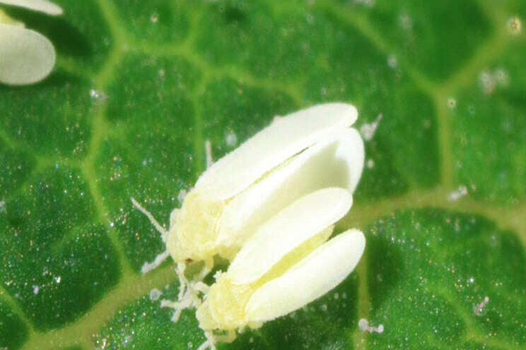 Quick guide to 10 of the worst greenhouse pests Quick guide to 10 of the worst greenhouse pests