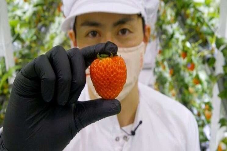 Why the 'Tesla of strawberries' cost $5 Each Why the 'Tesla of strawberries' cost $5 Each