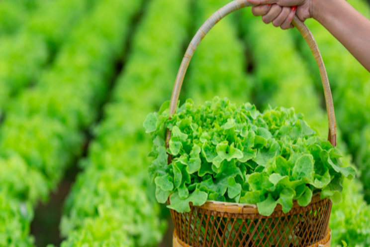 An update on biological products for greenhouse lettuce growers An update on biological products for greenhouse lettuce growers