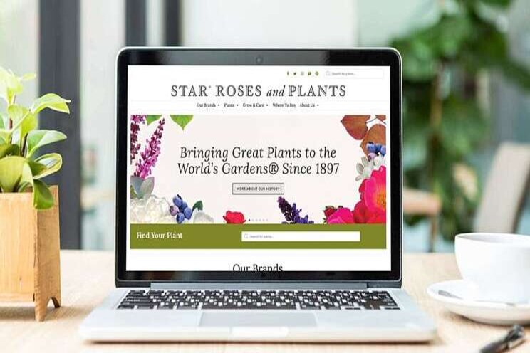 Star Roses and Plants debuts redesigned website Star Roses and Plants debuts redesigned website