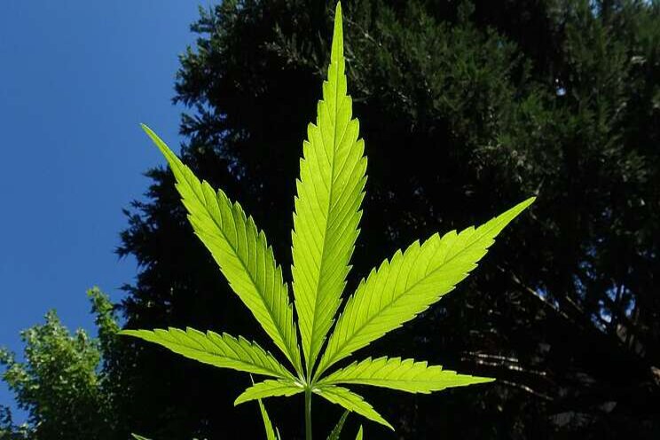 To make cannabis green, we need to grow it outdoors To make cannabis green, we need to grow it outdoors