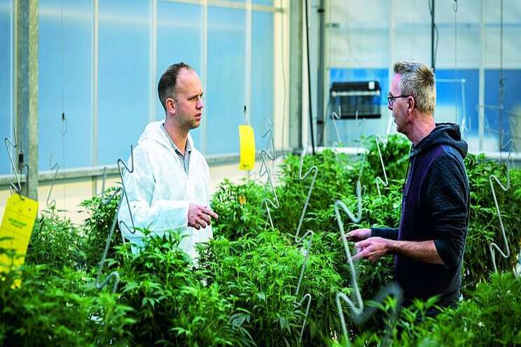 Working together on a 'Medicinal cannabis blueprint' Working together on a 'Medicinal cannabis blueprint'