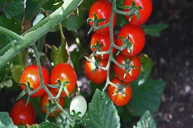 The best tomatoes to plant this spring The best tomatoes to plant this spring