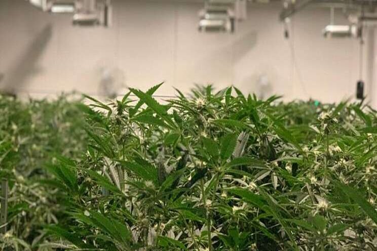 Tech company invests in greenhouse cannabis production Tech company invests in greenhouse cannabis production